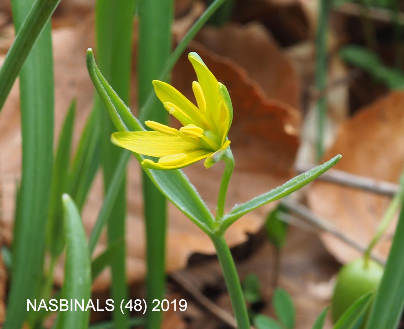 Star-of-Bethlehem, Yellow flower